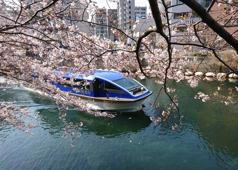 【期間限定】お花見クルーズ付きランチプラン